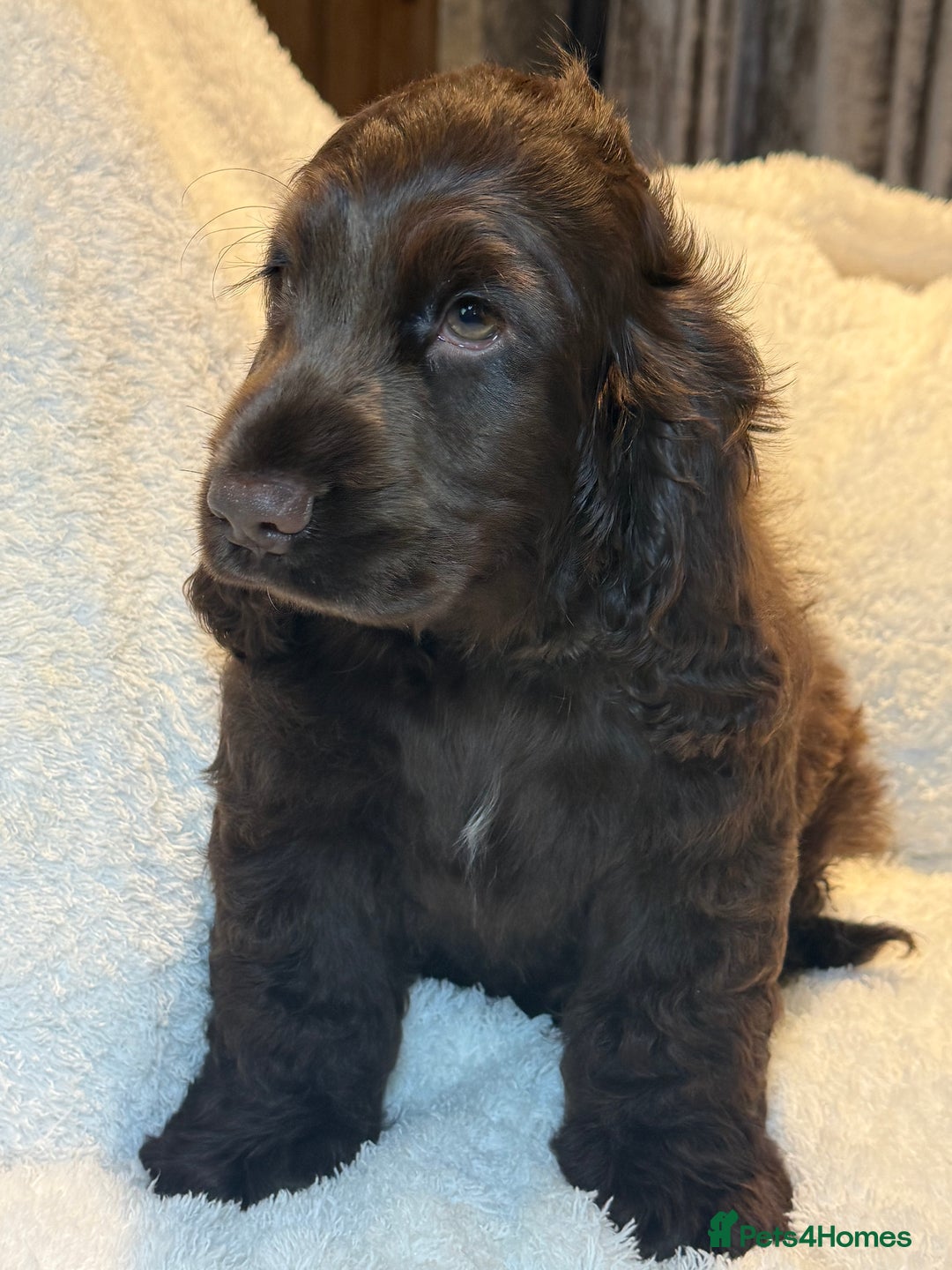 Cocker Spaniel dogs for sale: KC Show Cocker Spaniel boy fully vaccinated  - Image 2