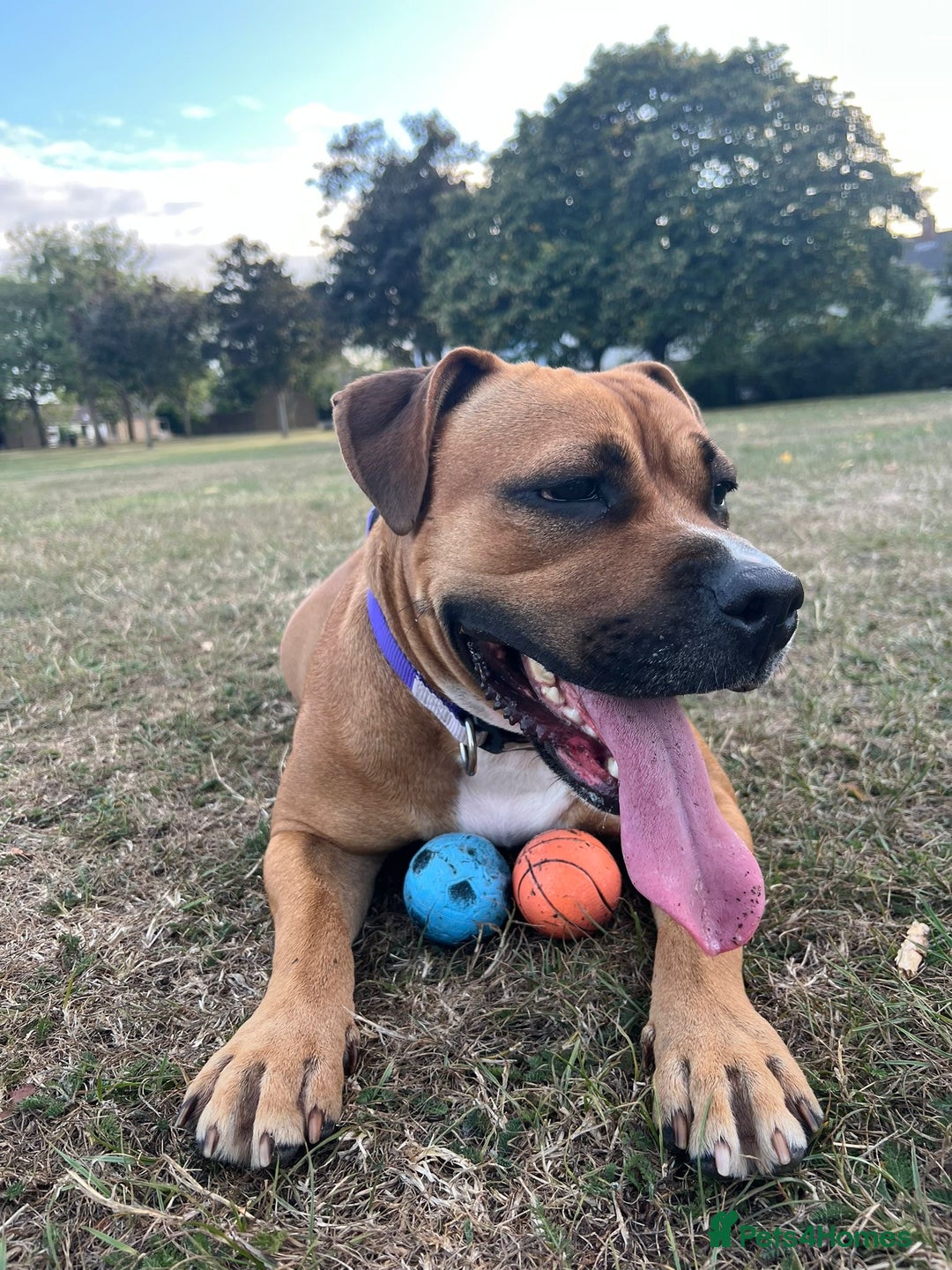 Mixed Breed dogs for sale: Scarlett  - Image 6