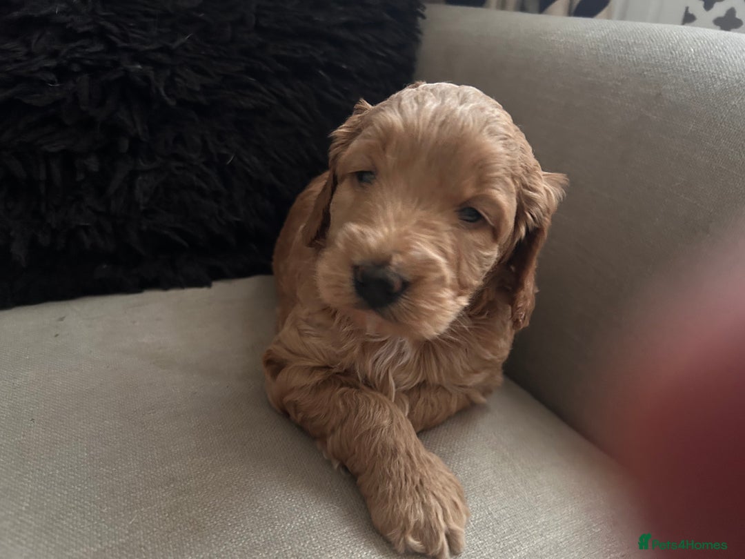 Cockapoo dogs for sale: Cockapoos x 5 2 girls 3 boys f1 - Image 23