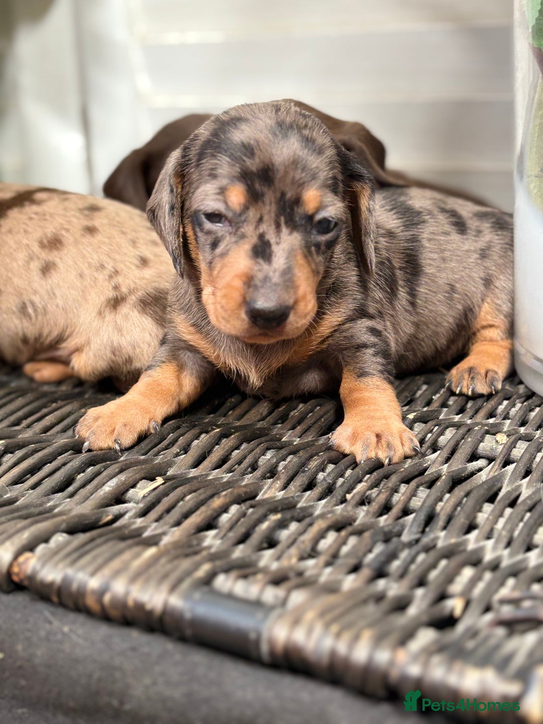 Miniature Dachshund dogs for sale: Miniature Daschund KC. PRA-OI-CRD-PRA-NCL - Image 12