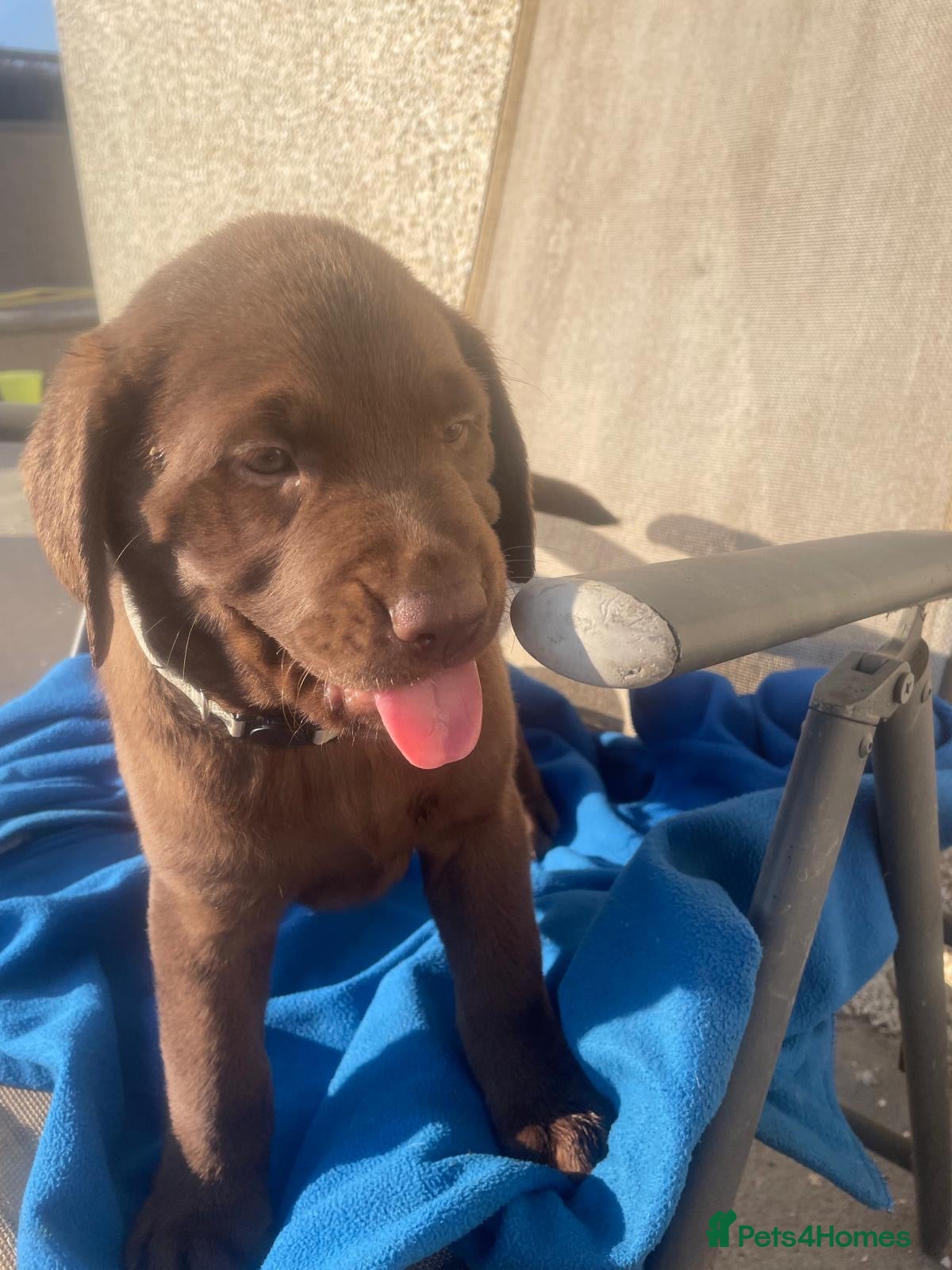 Labrador Retriever dogs ⭐️ READY NOW KC Chocolate Lab Puppies ⭐️ - Advert 2