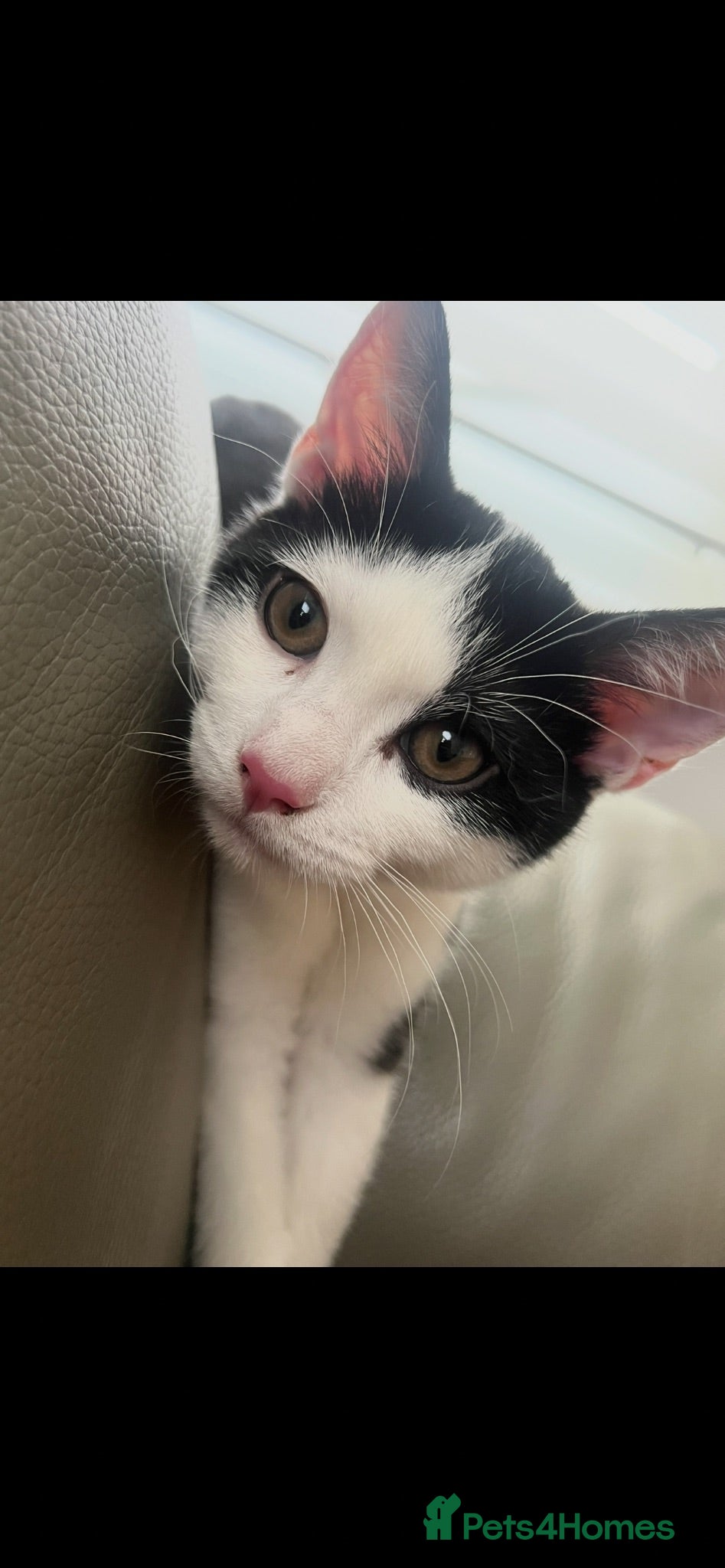 Mixed Breed cats Male black and white kitten 6 months - Advert 10