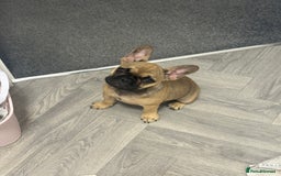French Bulldog dogs for sale: French Bulldog - Image 4