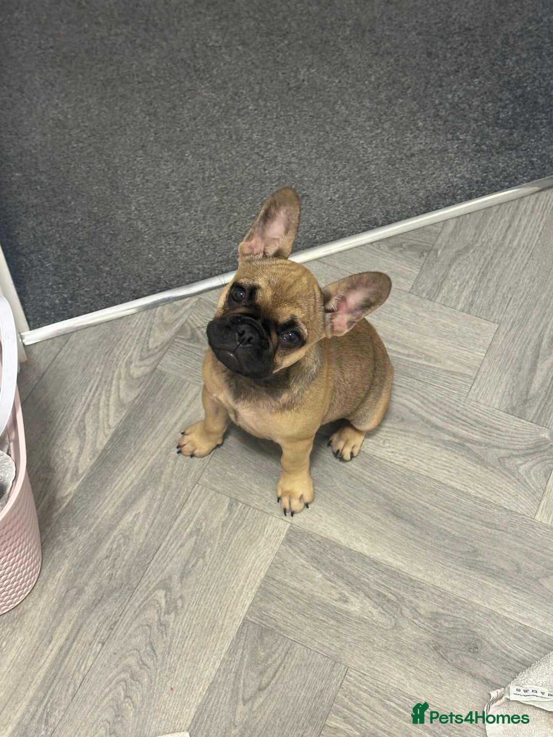 French Bulldog dogs for sale: French Bulldog - Image 4