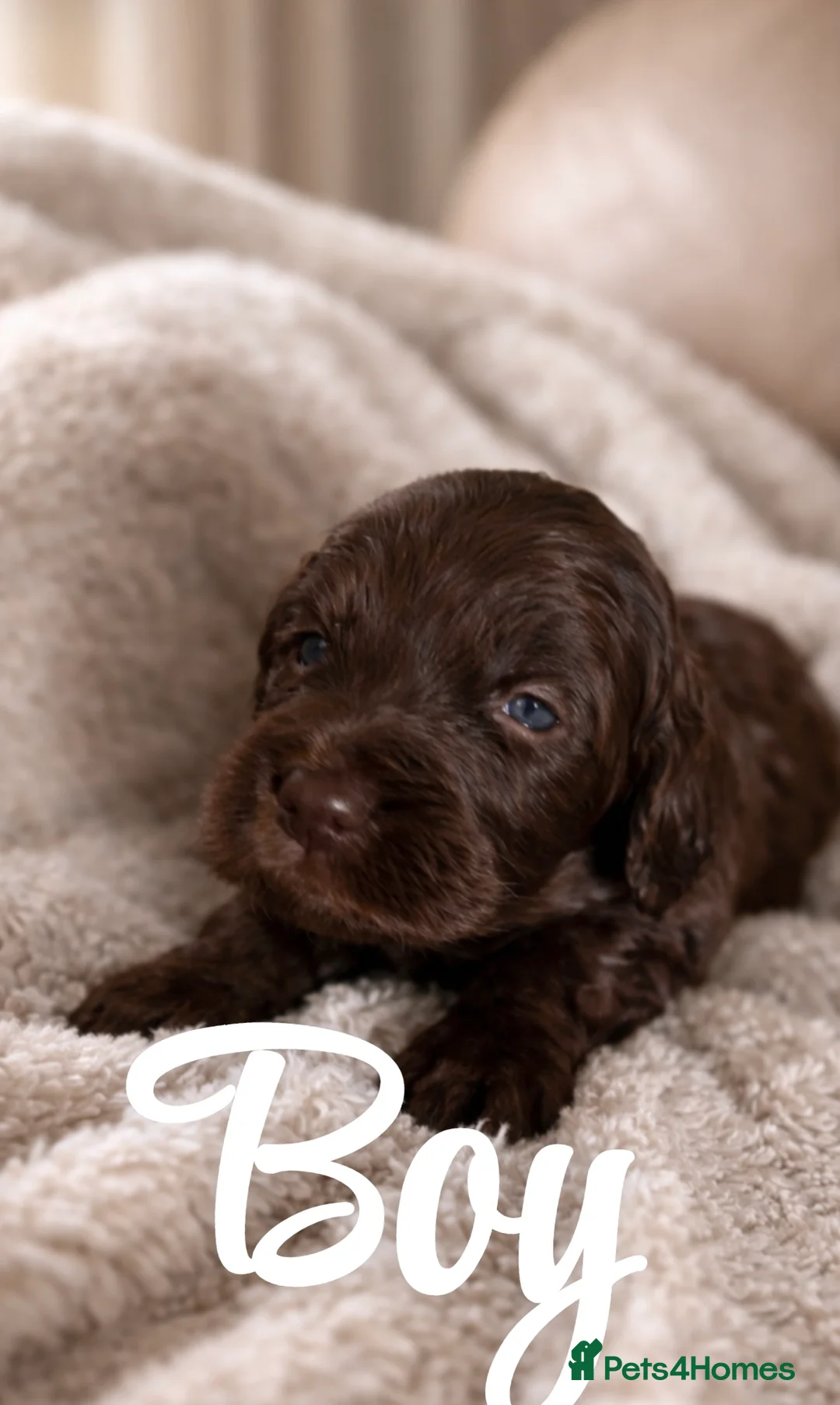 Cockapoo dogs for sale: outstanding cockapoo puppy’s last 3 remaining  in Leeds - Advert 1