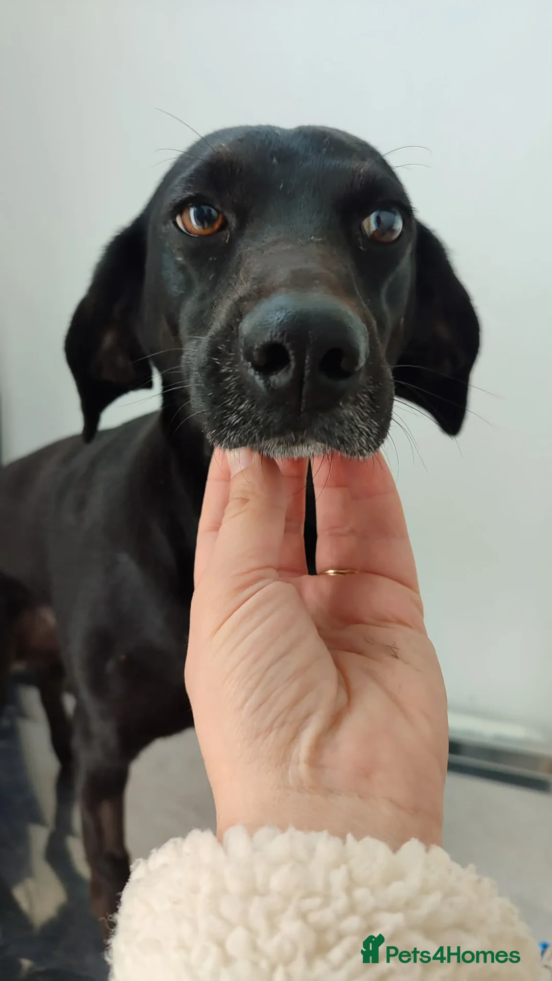 Mixed Breed dogs for adoption: BAHAR in Scarborough - Advert 6