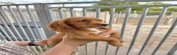 Cocker Spaniel dogs for sale: Cocker spaniel puppies ready now - Advert 4