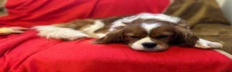 Cavalier King Charles Spaniel dogs for sale: Beautiful Cavalier King Charles Spaniel puppies - Advert 19