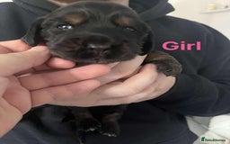 Cocker Spaniel dogs for sale: Kc reg show cocker spaniels. Heath tested parents - Image 4