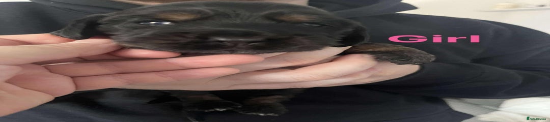 Cocker Spaniel Puppy 3