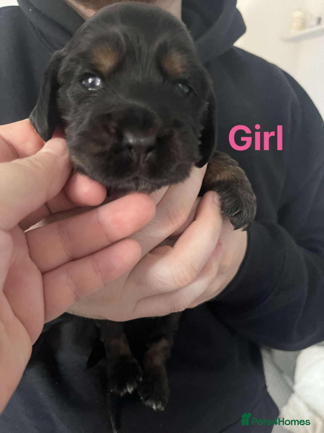 Cocker Spaniel dogs for sale: Kc reg show cocker spaniels. Heath tested parents - Image 4