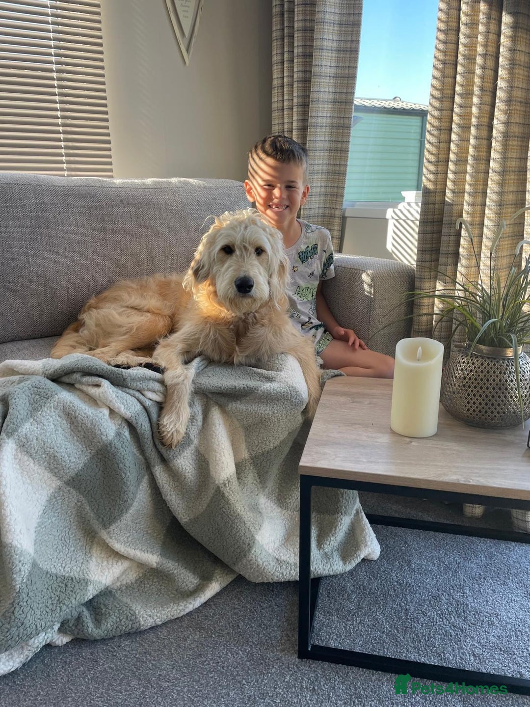 Goldendoodle dogs for sale: Exceptional 11 Month Male Goldendoodle - Advert 3