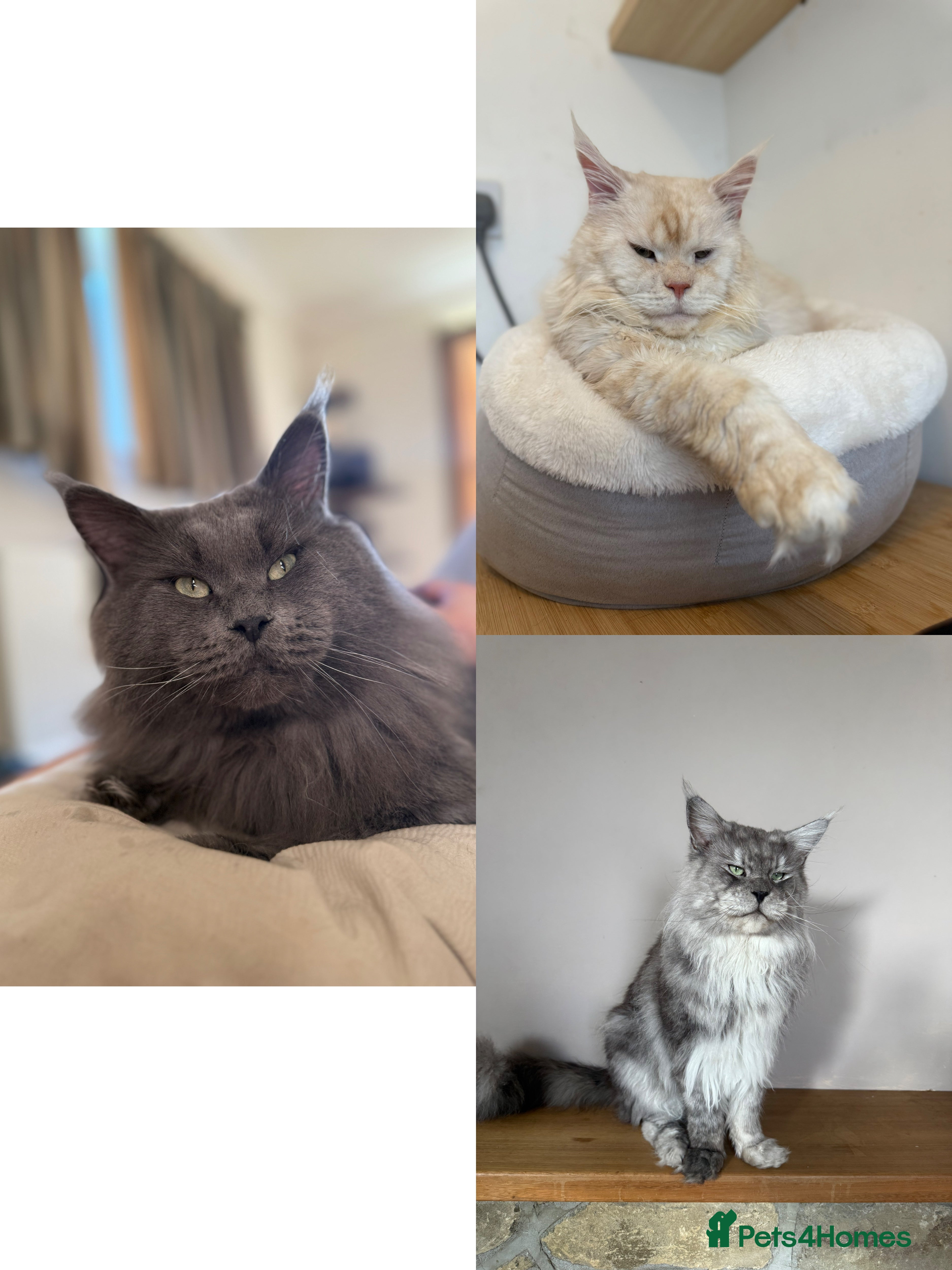 Maine Coon cats Three HANDSOME Maine Coon Studs! - Advert 9