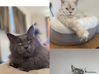 Maine Coon cats Three HANDSOME Maine Coon Studs! - Advert 9