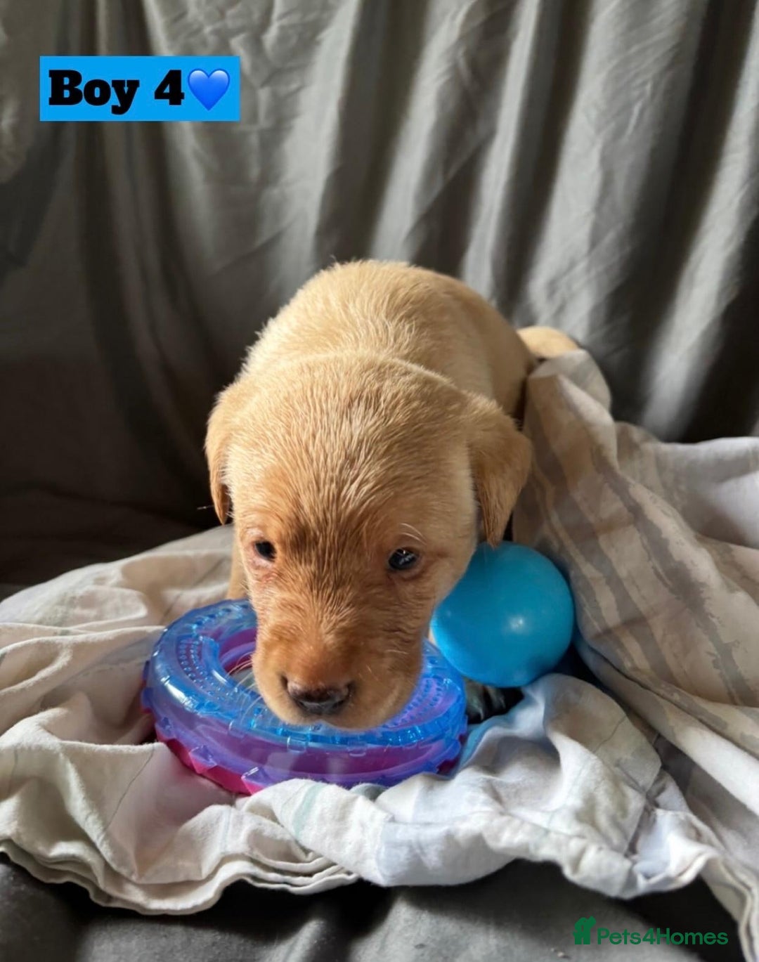 Labrador Retriever dogs for sale: 🐶 8 Gorgeous KC Labrador Puppy’s 🐶 - Image 20
