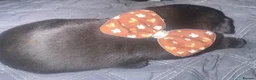 Pug dogs for sale: chunky pug puppies - Advert 11