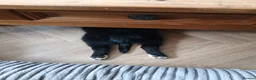 Border Collie dogs for sale: Beautiful fluffy collies - Advert 6