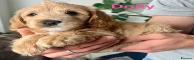 Dolly 