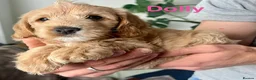 Mixed Breed dogs for sale: 9 Australian Labradoodles  - Advert 6
