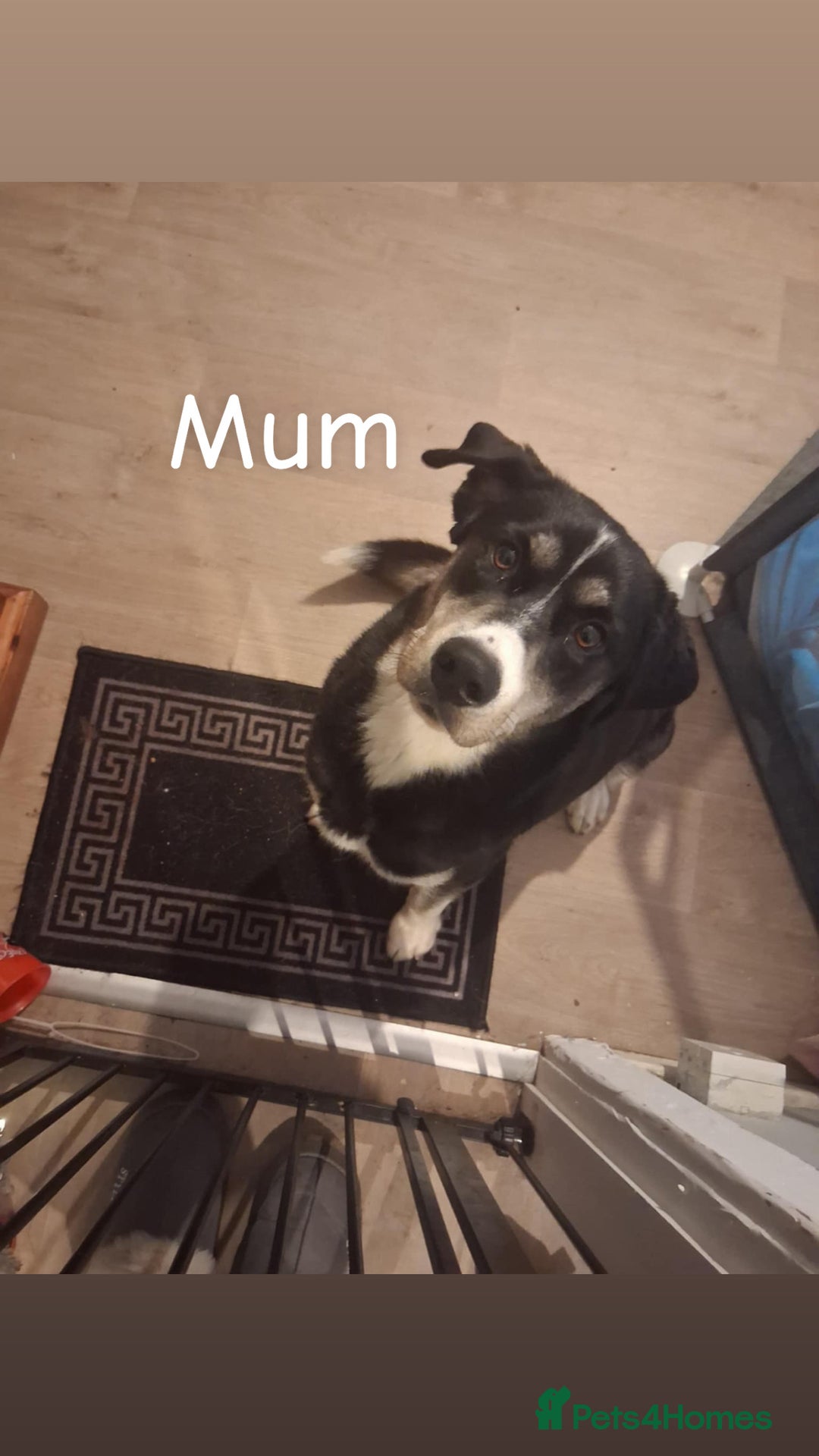 Mixed Breed dogs for sale: Border collie mix pups - Advert 17