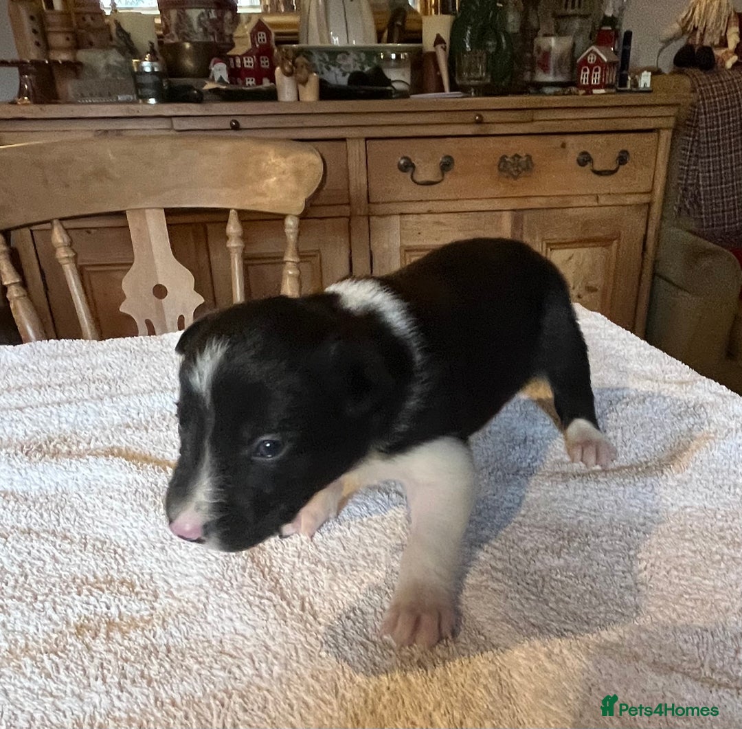 Border Collie dogs for sale: Border collie puppies for sale.  - Advert 19