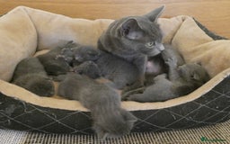 Russian Blue cats for sale: Pure Russian Blue Kittens for sale - 2 Boys 1 Girl - Image 6