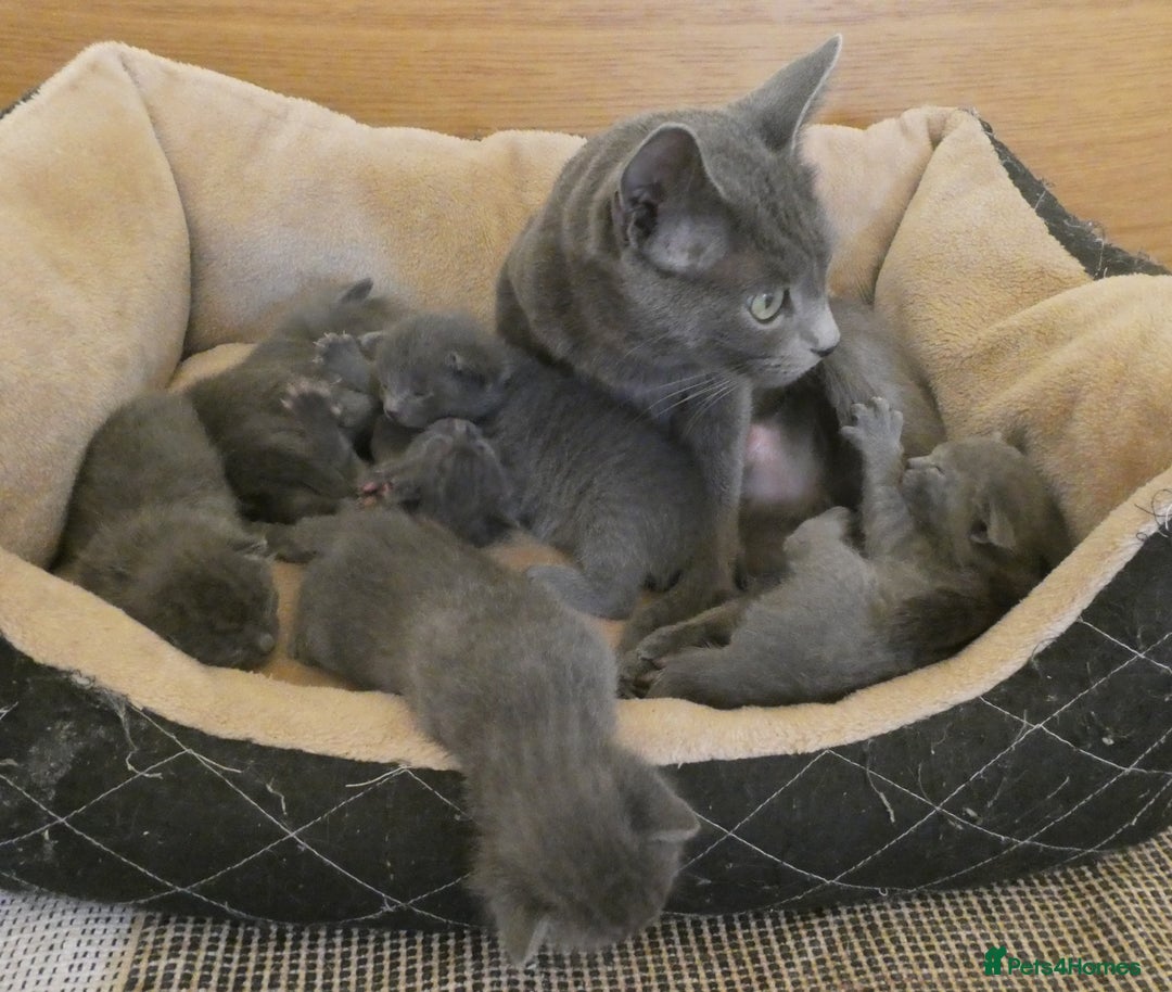 Russian Blue cats for sale: Pure Russian Blue Kittens for sale - 2 Boys 1 Girl - Image 6