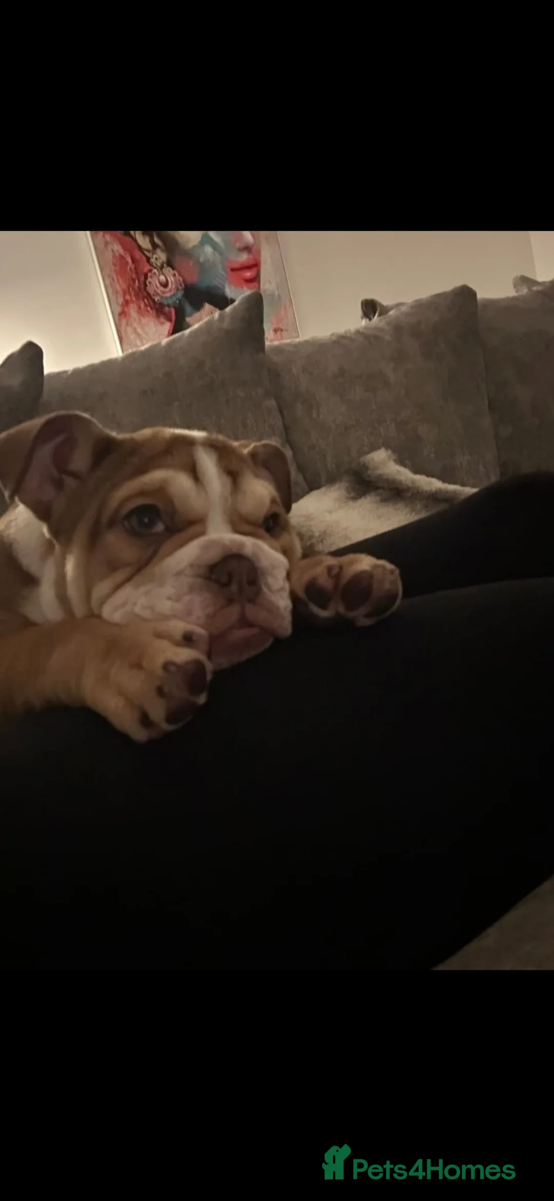 English Bulldog dogs for sale: English bulldog looking for her forever home  - Advert 3