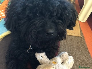 Hungarian Puli dogs - Advert 2