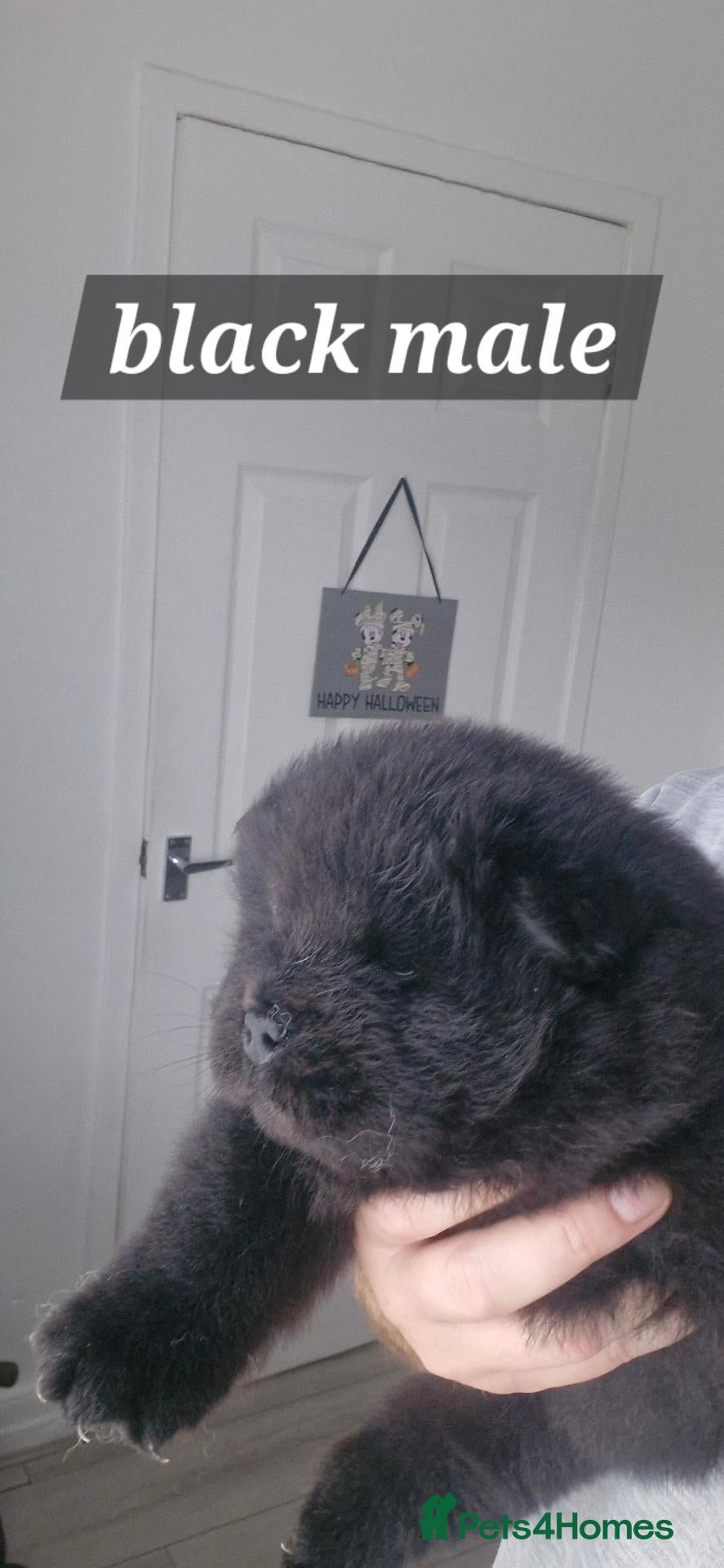 Chow Chow dogs BEAUTIFUL KC REGISTERED CHOW CHOW PUPPIES  - Advert 2