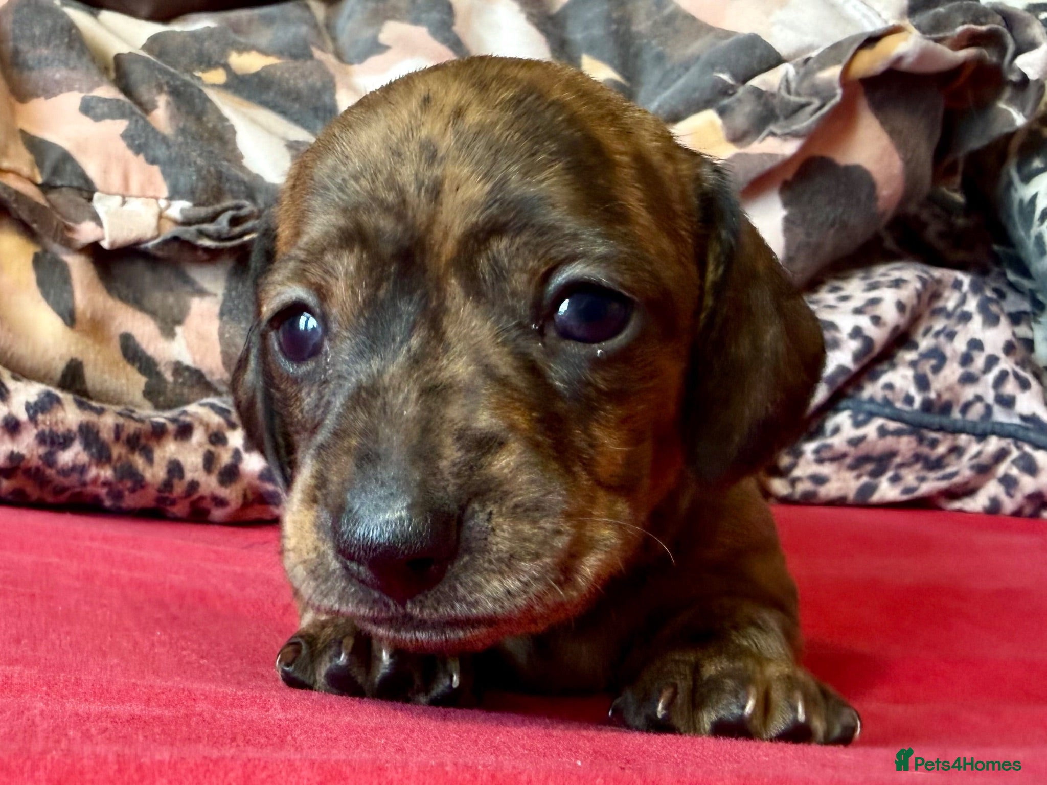 Miniature Dachshund dogs Stunning brindle miniature dachshund puppies - Advert 10
