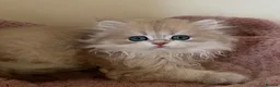 British Shorthair cats for sale: Quality Golden Kittens - Advert 5