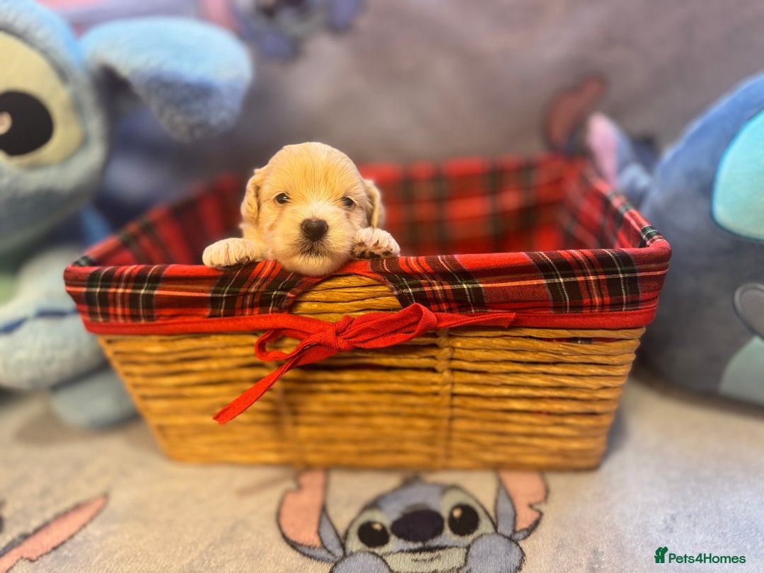 Maltipoo dogs for sale: Fluffballs of Joy 🐾💛 ready to melt your heart! - Image 8