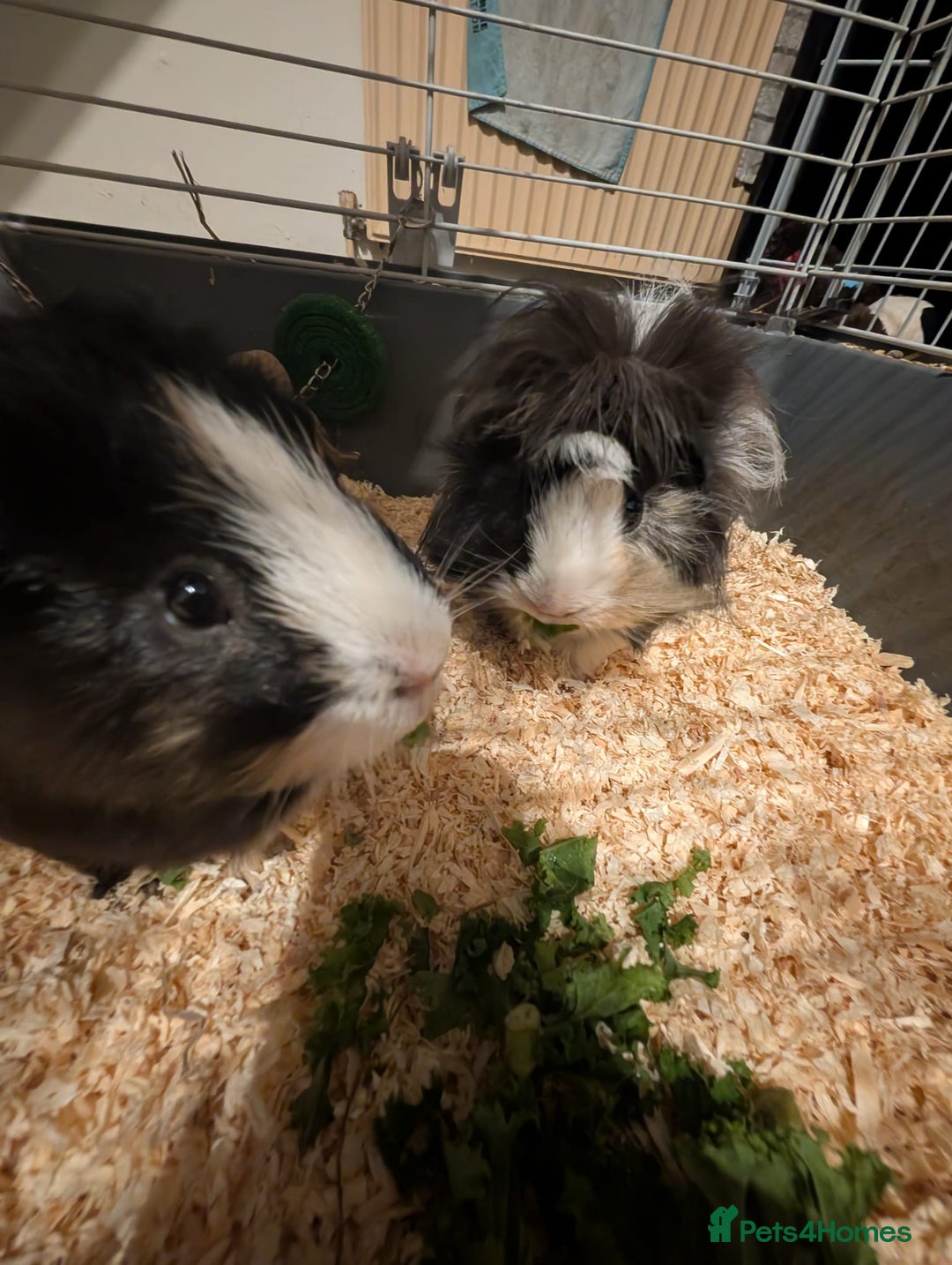 Guinea Pig rodents for sale: Two male guinea pigs and set up for sale  - Advert 7