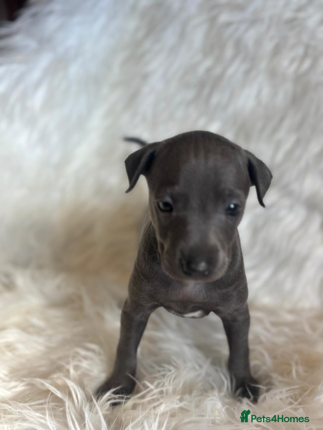 Italian Greyhound dogs for sale: 2 Italian Greyhound Boys  - Image 9