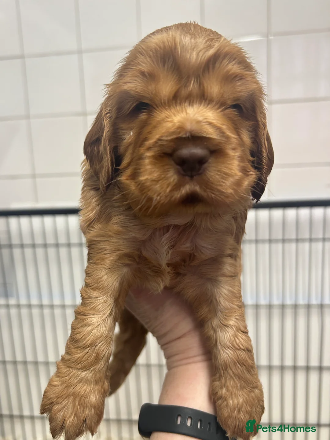 Cocker Spaniel dogs for sale: Cocker Spaniel Show Type Pups KC registered  - Advert 11