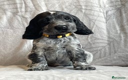 Cocker Spaniel dogs for sale: Stunning Show Type Cocker Spaniel Pups For Sale - Image 6