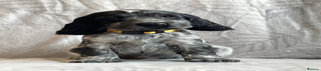 Yellow Collar Female
