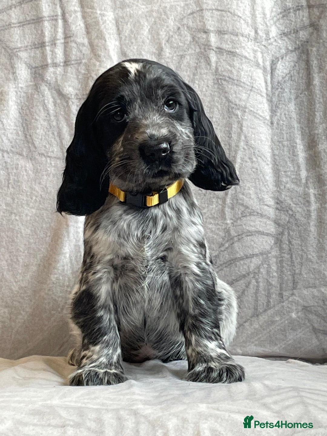 Cocker Spaniel dogs for sale: Stunning Show Type Cocker Spaniel Pups For Sale - Image 6