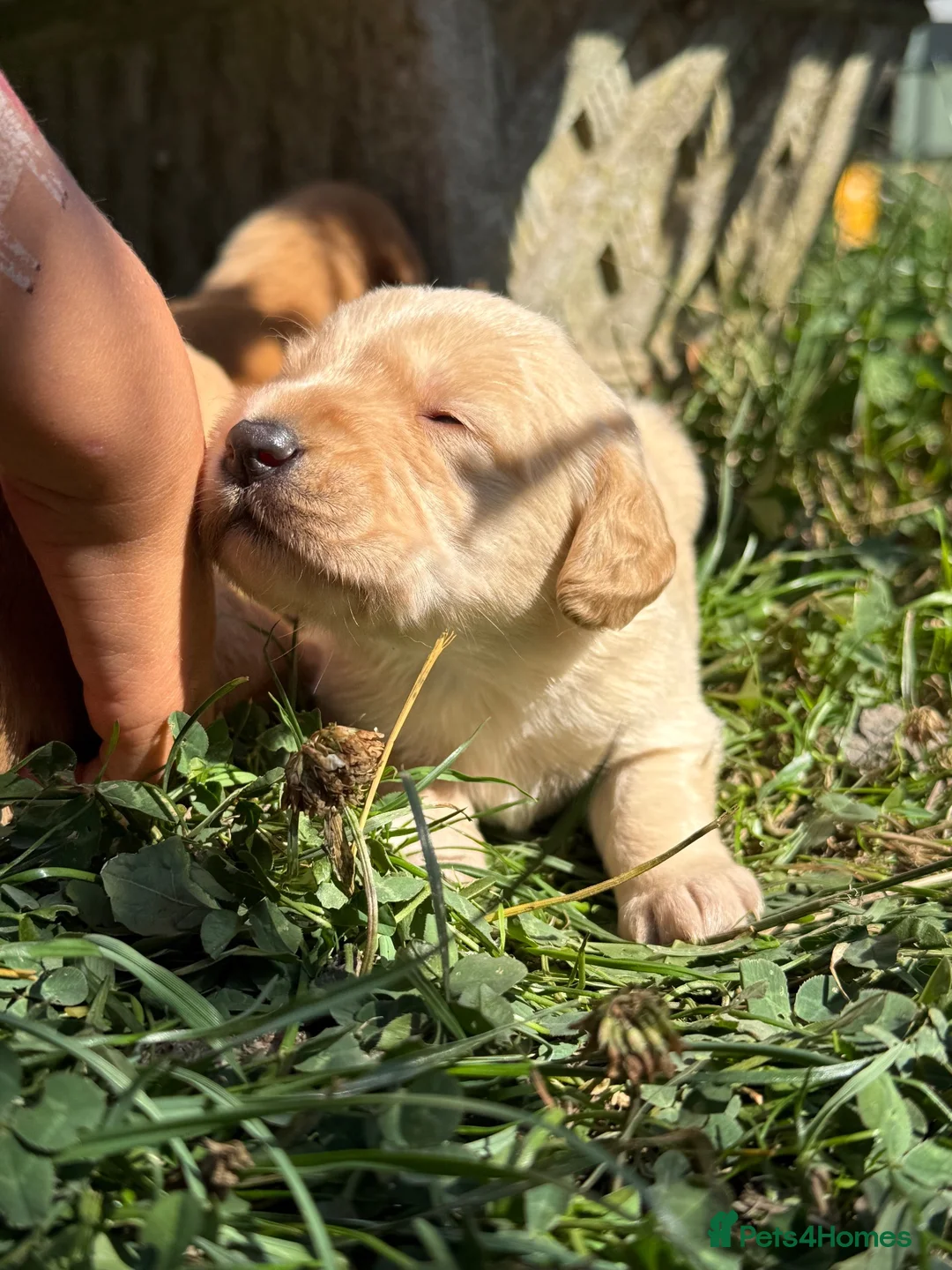 Cockerdor dogs for sale: Beautiful Deep Red Cockerdors DNA Clear in Sleaford - Advert 4