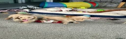 Dachshund dogs for sale: Stunning longhaired creams and shaded cream pups - Advert 11