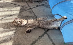 Scottish Fold cats for sale: scottish fold kittens  - Image 8
