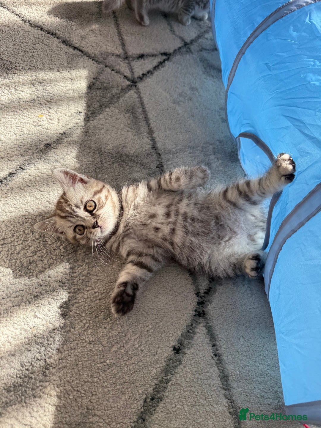 Scottish Fold cats for sale: scottish fold kittens  - Image 8