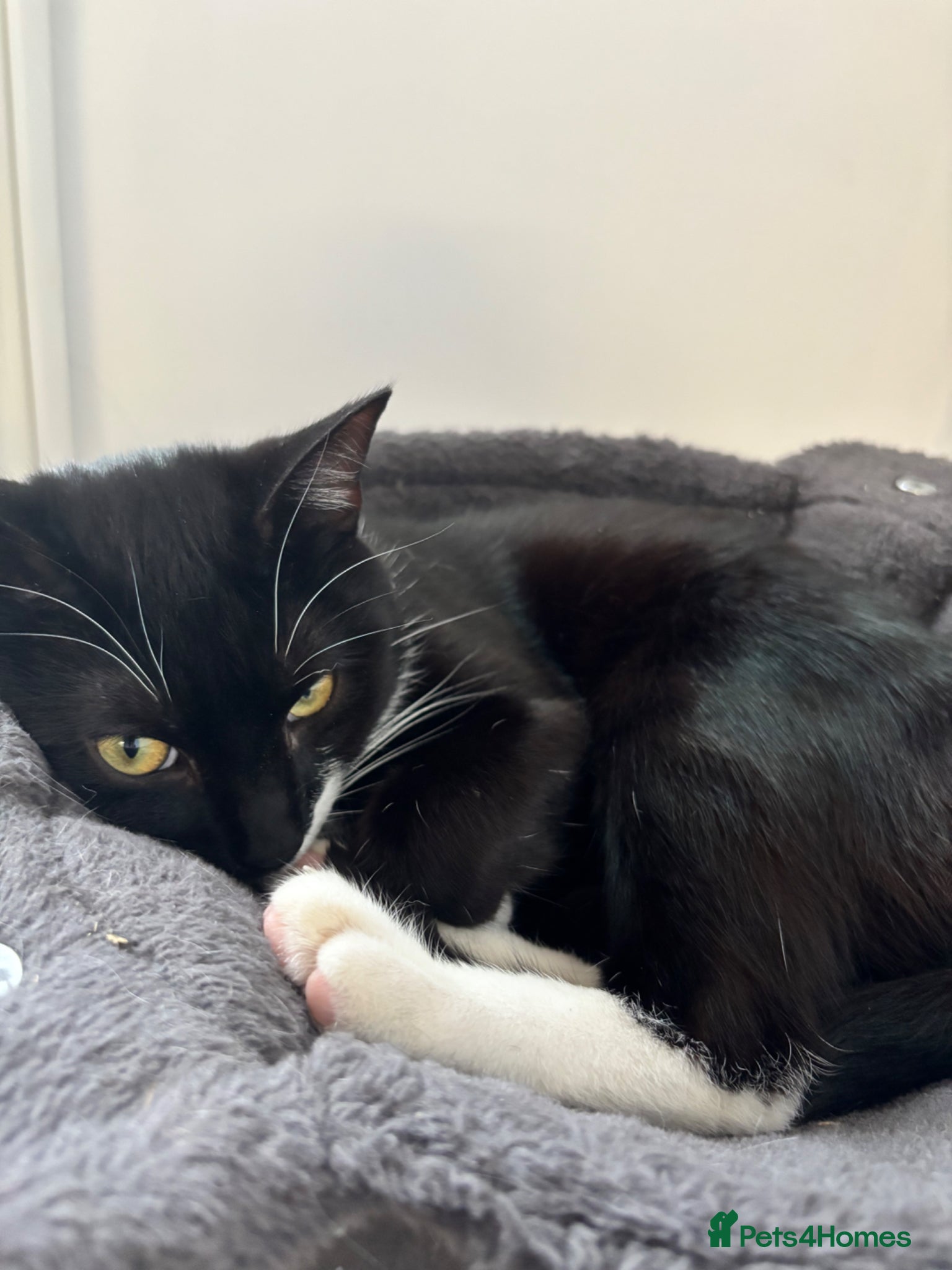 Mixed Breed cats Cat needing a loving home  - Advert 1