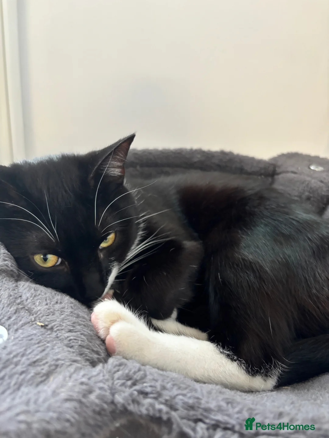 Mixed Breed cats for sale: Cat needing a loving home  - Advert 1