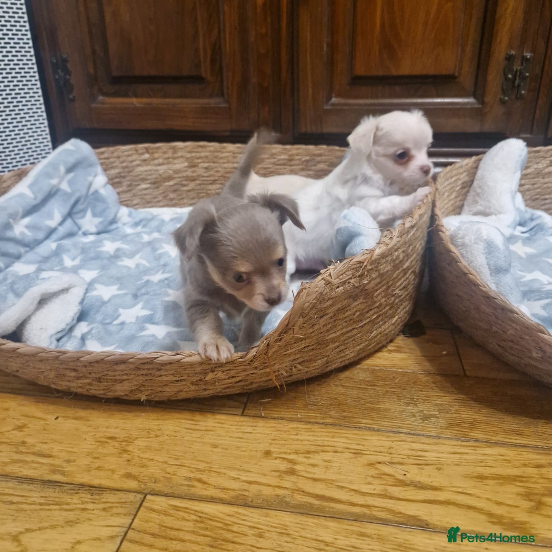 Chihuahua dogs for sale: Long coat chihuahua puppies - Advert 5
