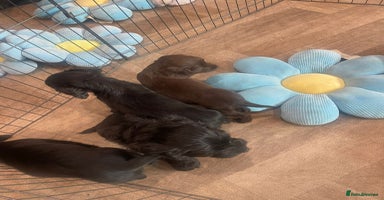 Cockapoo dogs - Advert 16