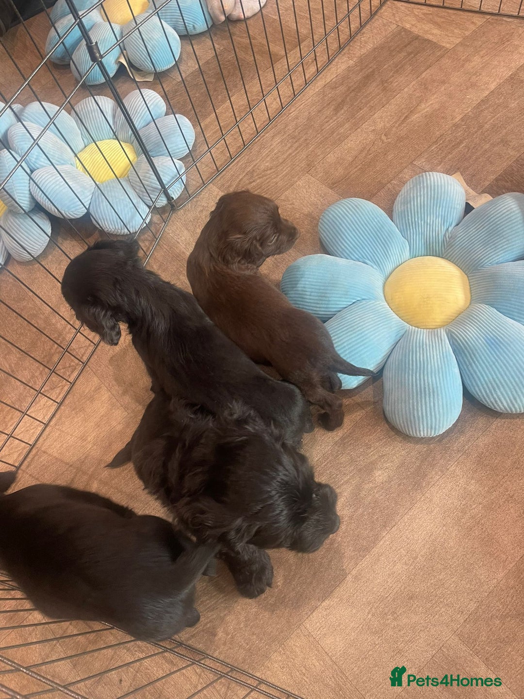 Cockapoo dogs for sale: READY NOW..!  cockapoos *1 girl 2boys* - Image 9