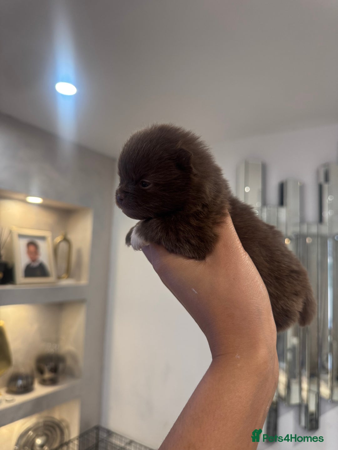 Pomeranian dogs for sale: CHOCOLATE FLUFFY PUPS - Advert 6