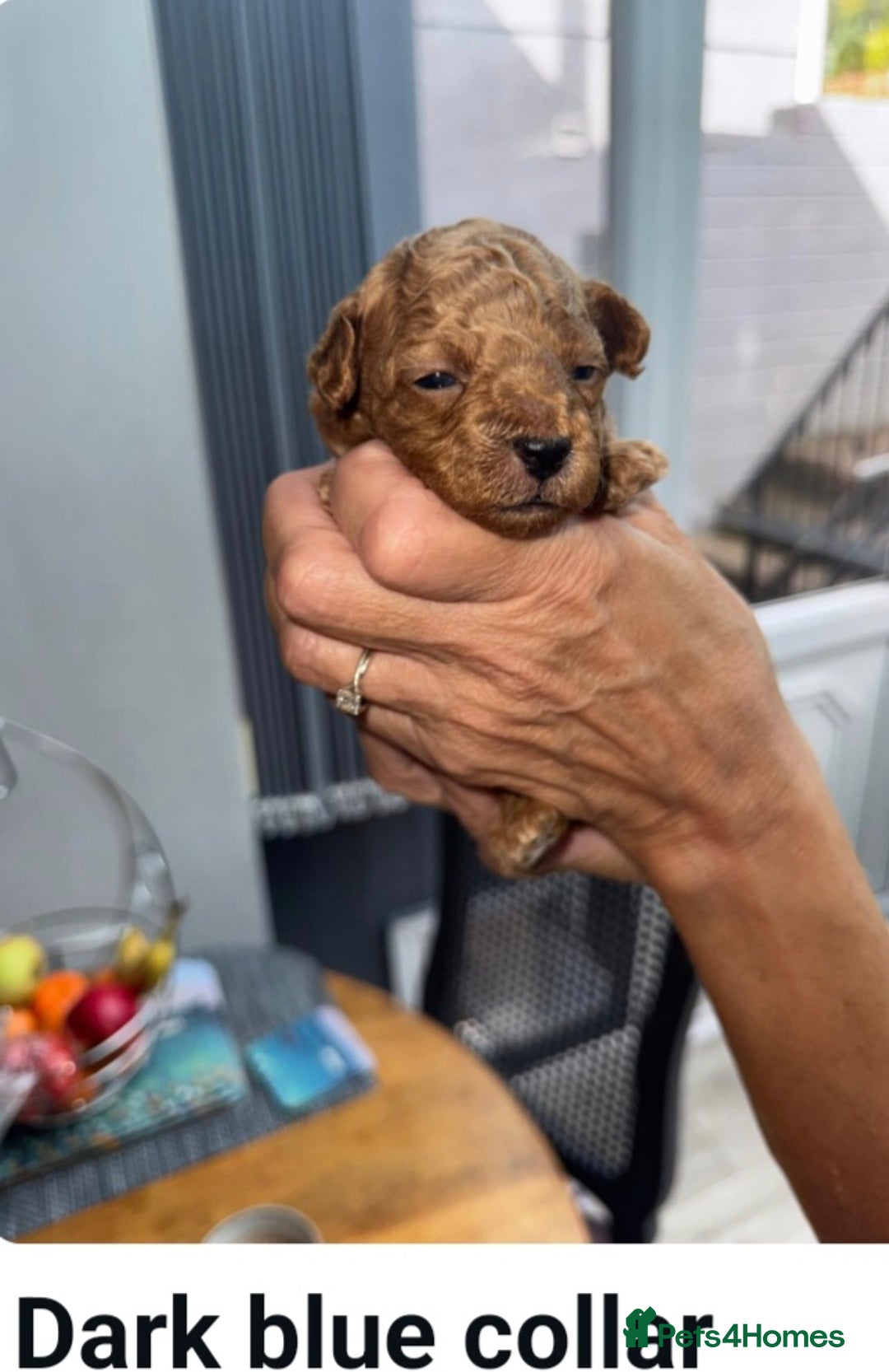 Toy Poodle dogs for sale: Beautiful Toy Poodle Pups For Sale - Image 4